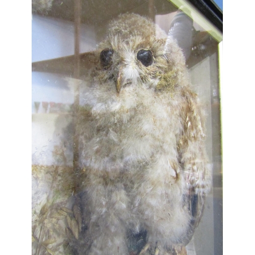 1482 - Taxidermy: Two fledgling Barn Owls perched in a naturalistic setting. Display case 47cm x 38cm.