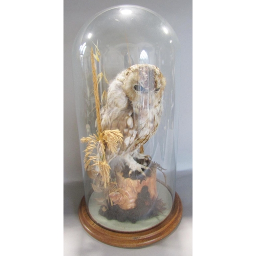 1483 - Taxidermy: A Tawny Owl perched on a stump amongst dried grass, displayed in a glass dome, 42cm high.