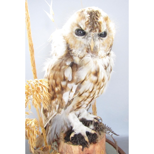 1483 - Taxidermy: A Tawny Owl perched on a stump amongst dried grass, displayed in a glass dome, 42cm high.