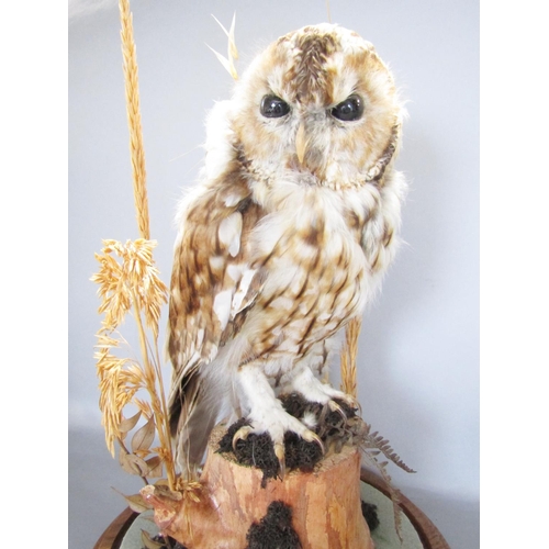 1483 - Taxidermy: A Tawny Owl perched on a stump amongst dried grass, displayed in a glass dome, 42cm high.