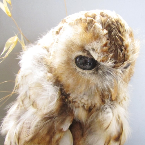 1483 - Taxidermy: A Tawny Owl perched on a stump amongst dried grass, displayed in a glass dome, 42cm high.