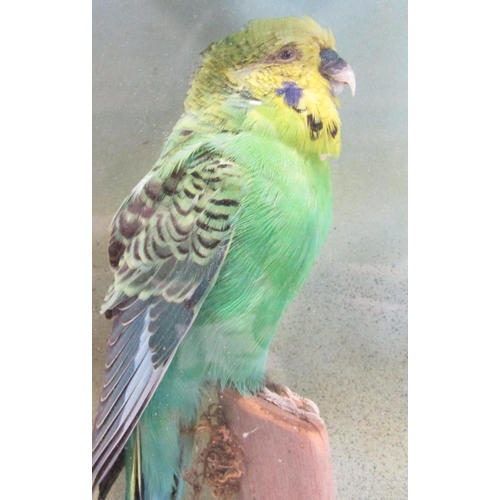 1484 - Taxidermy: A Green Budgerigar perched on a stump set on moss, display case 30cm x 17cm.