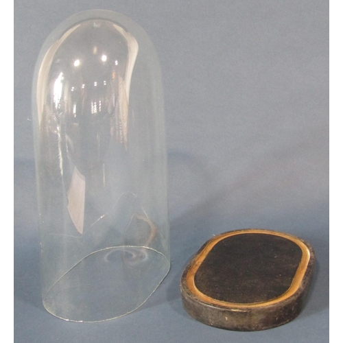 1541 - A Victorian glass dome display case on a black wooden base, 35cm high x 22cm wide.