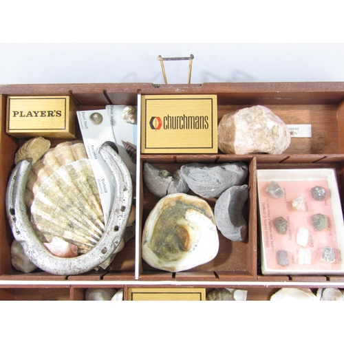 1561 - A tobacconist  cigarette display cabinet with a selection of fossils, shells and rock samples.