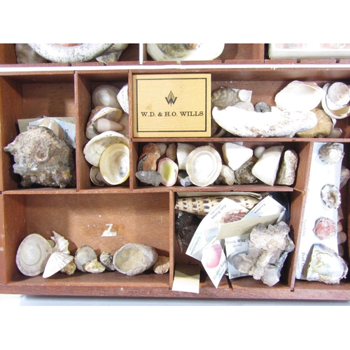 1561 - A tobacconist  cigarette display cabinet with a selection of fossils, shells and rock samples.