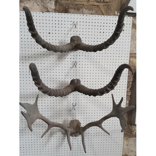 1608 - A pair of deer antlers and two pairs of antelope antlers.