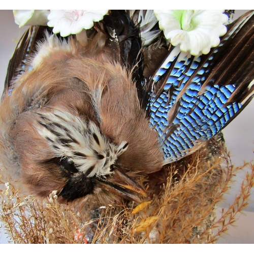 1441 - Taxidermy: a Jay displayed with splayed wings in a dry and imitation floral arrangement beneath a gl... 