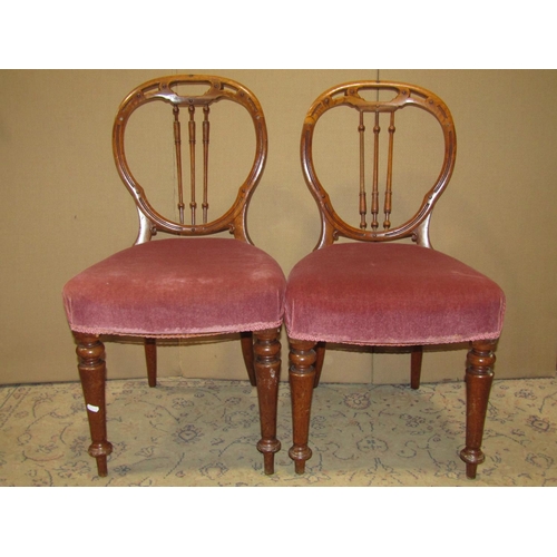 2102 - A set of four Victorian balloon back dining chairs, unusually in oak, the pierced and moulded backs ... 