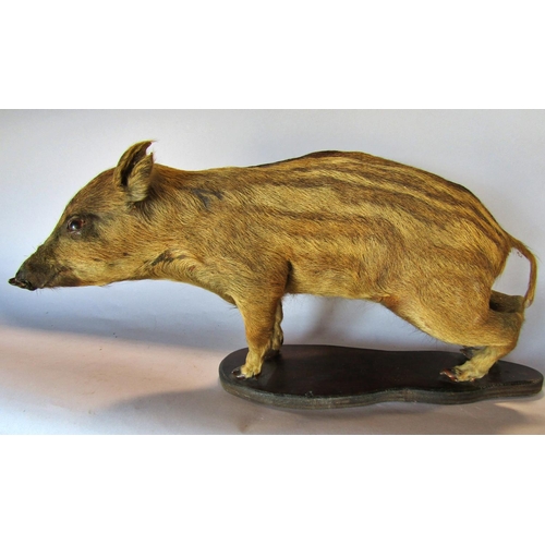 1487 - Taxidermy: a baby wild boar (Sanglier) 50cm, set on a wood base.