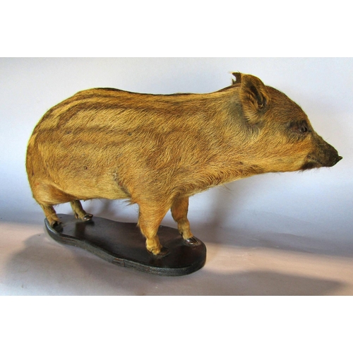 1487 - Taxidermy: a baby wild boar (Sanglier) 50cm, set on a wood base.