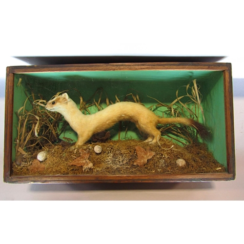 1488 - Taxidermy: a white stoat on mossy grass land in a glass display case 42cm wide.