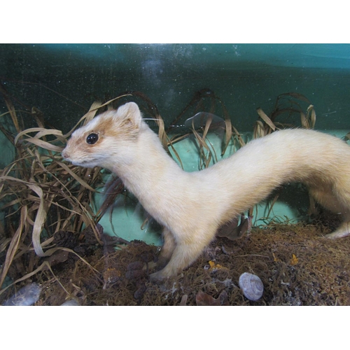 1488 - Taxidermy: a white stoat on mossy grass land in a glass display case 42cm wide.