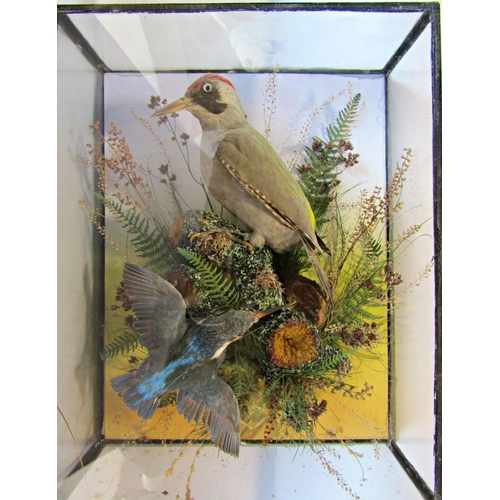 1490 - Taxidermy: a Common Woodpecker and a Kingfisher in a naturalistic setting in a display case 41cm x 3... 