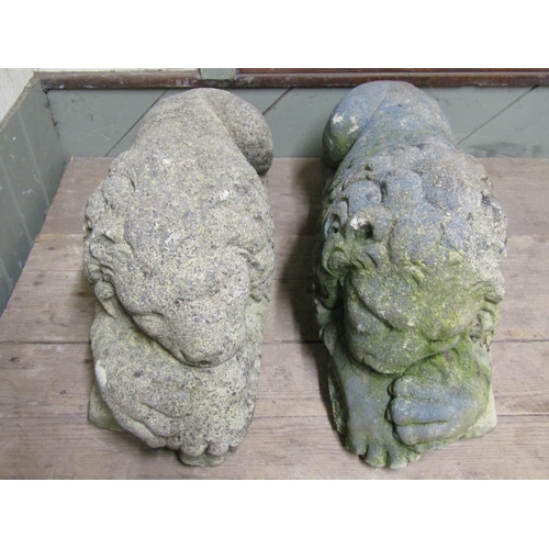 2062 - A pair of weathered cast composition stone garden ornaments in the form of recumbent lions with trac... 