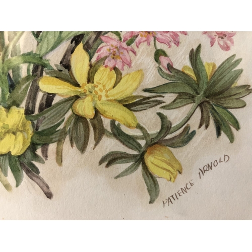 151 - Patience Arnold (1901-1992) - Two Botanical Studies, watercolour on paper, signed below, 33 x 22 cm,... 