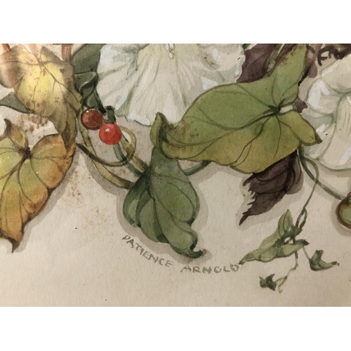 151 - Patience Arnold (1901-1992) - Two Botanical Studies, watercolour on paper, signed below, 33 x 22 cm,... 