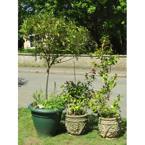 703 - A well established bay tree housed within a moulded plastic tub together with a pair of weathered ca... 