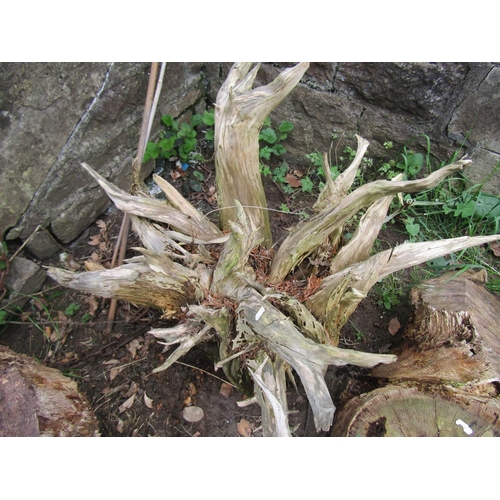 691 - A weathered sculptural tree root 3ft span approximately at widest point, together with three rough c... 