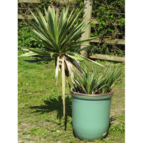 68A - A green glazed planter containing a well established yucca together with a blue glazed planter and o... 