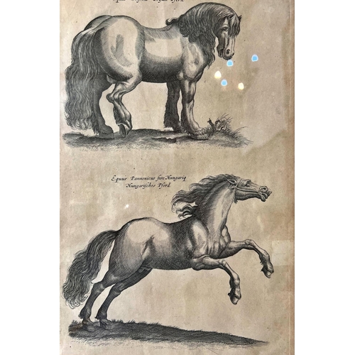 107 - Matthias Merian After John Jonston - Set of four copper plate engravings of horses, from Merian & Jo... 