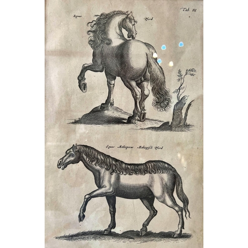 107 - Matthias Merian After John Jonston - Set of four copper plate engravings of horses, from Merian & Jo... 