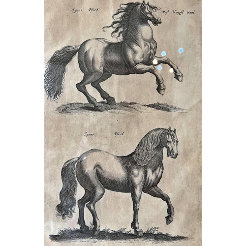 107 - Matthias Merian After John Jonston - Set of four copper plate engravings of horses, from Merian & Jo... 