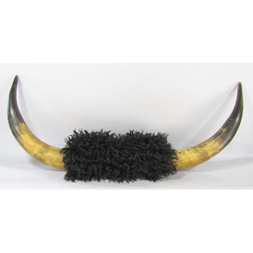 1462 - A Buffalo horn with an 86cm span.