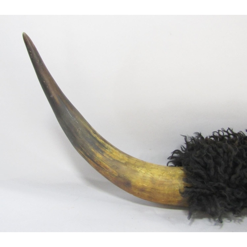 1462 - A Buffalo horn with an 86cm span.