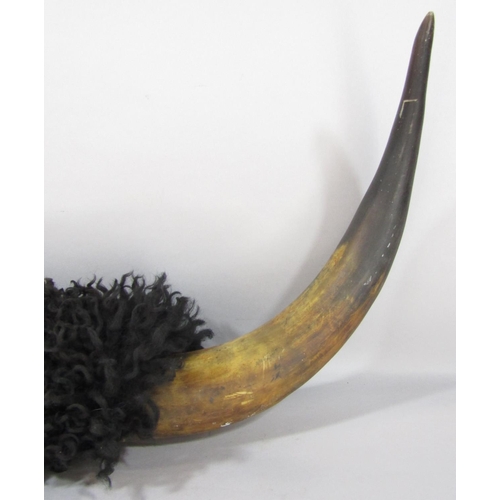 1462 - A Buffalo horn with an 86cm span.