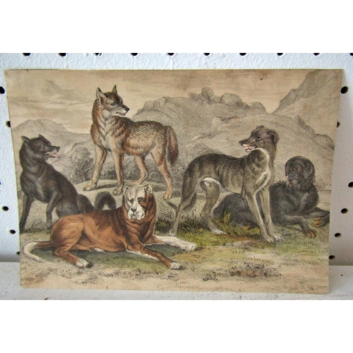 124 - Assortment of 19th and 20th Century Drawings and Prints, mainly of sporting dogs to include: R.H.J. ... 