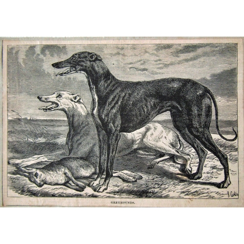 124 - Assortment of 19th and 20th Century Drawings and Prints, mainly of sporting dogs to include: R.H.J. ... 