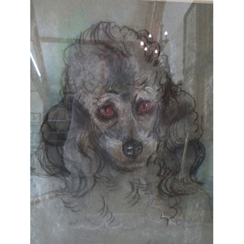 126 - 'Lulu' (Late 20th Century) - chalk and charcoal study of a poodle, titled in pencil below, 31 x 24 c... 