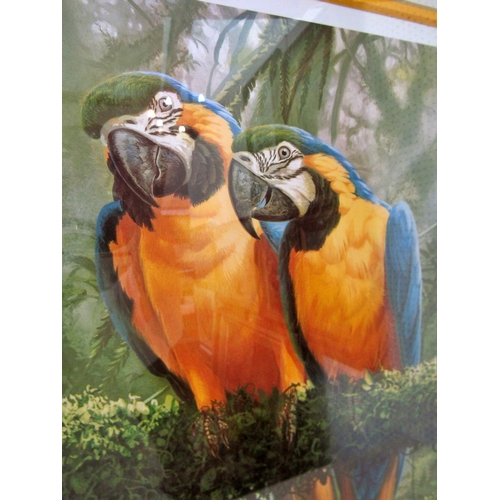 128 - Adrian C. Rigby (Contemporary) - Three signed limited edition prints of birds of paradise: Parrots (... 