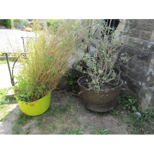 2057 - A large antique cast iron cauldron 75 cm diameter (af) containing an established olive tree together... 