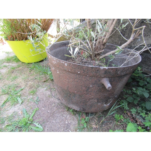 2057 - A large antique cast iron cauldron 75 cm diameter (af) containing an established olive tree together... 