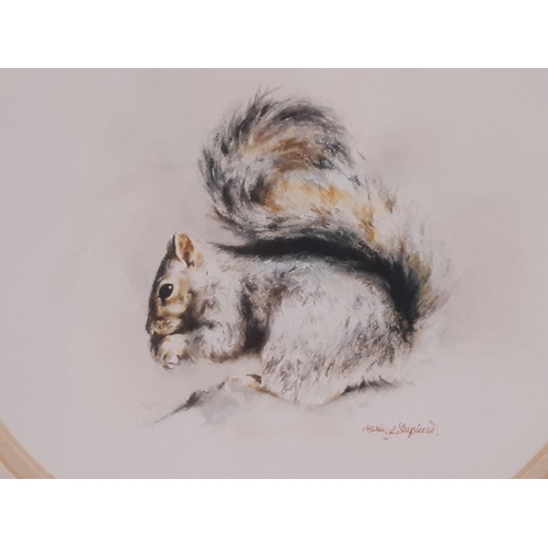 31 - Mandy E. Shepherd (b.1960) - 'Grey Squirrel', watercolour, signed lower right, 14.5 cm diameter, mou... 