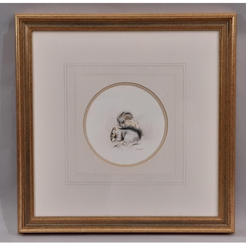 31 - Mandy E. Shepherd (b.1960) - 'Grey Squirrel', watercolour, signed lower right, 14.5 cm diameter, mou... 