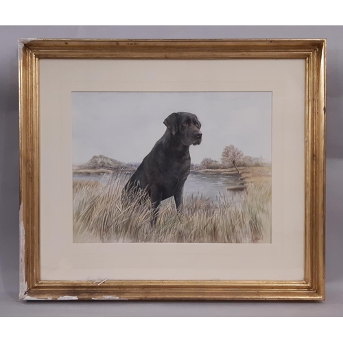 117 - Two Framed Works to Include: Rowley (20th Century) - watercolour painting of a Labrador, signed lowe... 