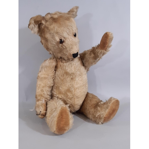 397 - Mid 20th century Teddy Bear probably a Chiltern Hug-mee bear, with golden mohair, velveteen paw pads... 