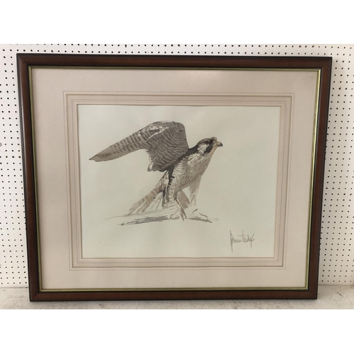 82 - Spencer Hodge (b1943), Falcon, watercolour on paper, signed lower right, 45.5 x 58 cm, mounted, fram... 