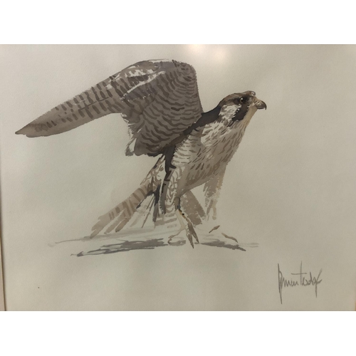 82 - Spencer Hodge (b1943), Falcon, watercolour on paper, signed lower right, 45.5 x 58 cm, mounted, fram... 