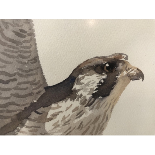 82 - Spencer Hodge (b1943), Falcon, watercolour on paper, signed lower right, 45.5 x 58 cm, mounted, fram... 