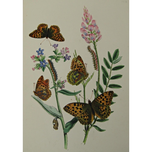 205 - British Butterflies & Their Transformations together with two volumes of British Moths & Their Trans... 