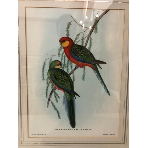 136A - A framed print and book: 'The Birds of Edward Lear' a selection of the 12 finest bird plates of the ... 