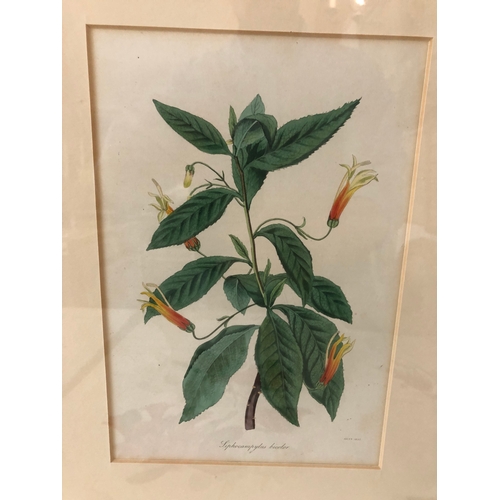 139 - A portfolio of prints including eight botanical illustrations: two framed early 19th century hand-co... 