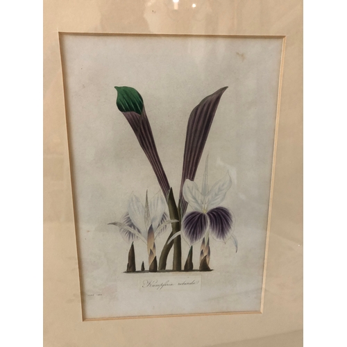 139 - A portfolio of prints including eight botanical illustrations: two framed early 19th century hand-co... 