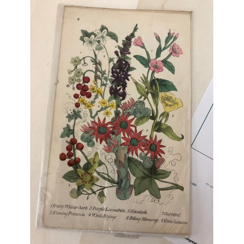 139 - A portfolio of prints including eight botanical illustrations: two framed early 19th century hand-co... 