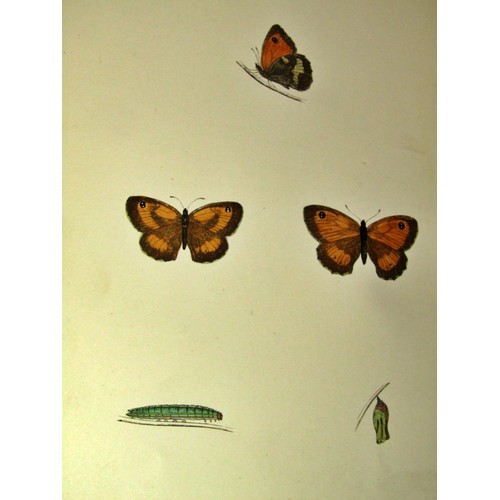 175 - Natural History - to include 'British Butterflies' 1860 6th edition, with coloured plates