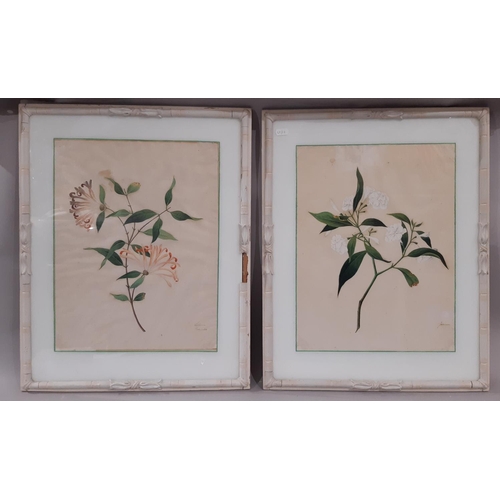 A pair of 19th century botanical illustrations, finely detailed, painted in gouache on toned paper, ‘Lonicera Honeysuckle’ and ‘Jasminum’ glazed in painted faux bamboo frames, 40 x 31cm (2)