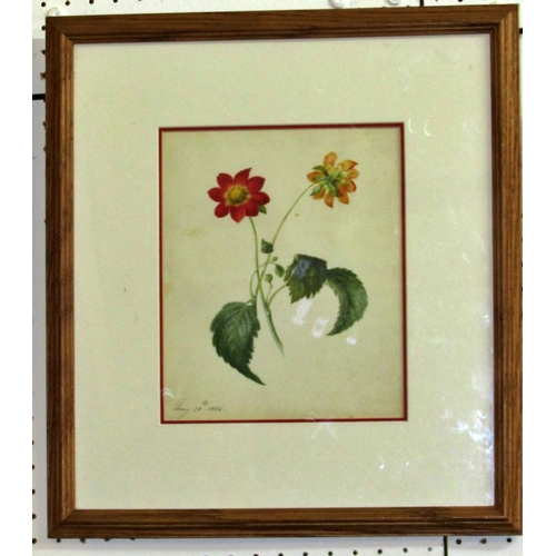 84 - A George IV botanical study, watercolour, dated May 28th 1824 lower left, later framed and glazed, 2... 